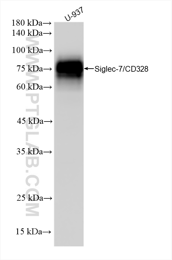 WB analysis of U-937 using 84253-4-RR