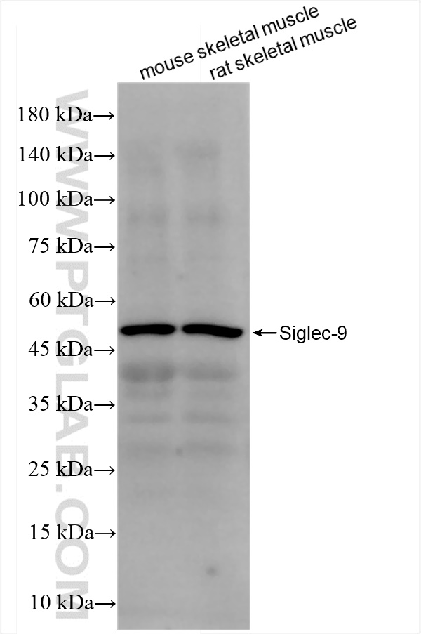 Siglec-9