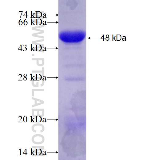 Snf1lk fusion protein Ag27921 SDS-PAGE