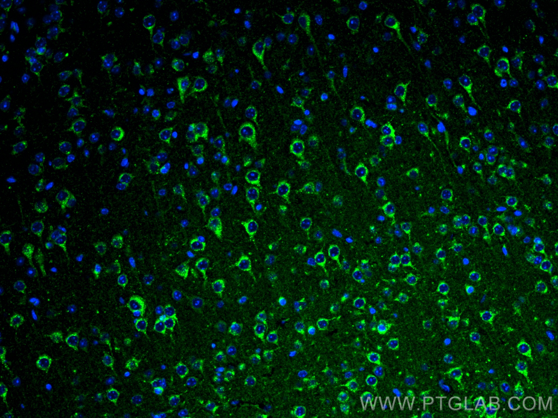 IF Staining of mouse brain using 68007-1-Ig (same clone as 68007-1-PBS)