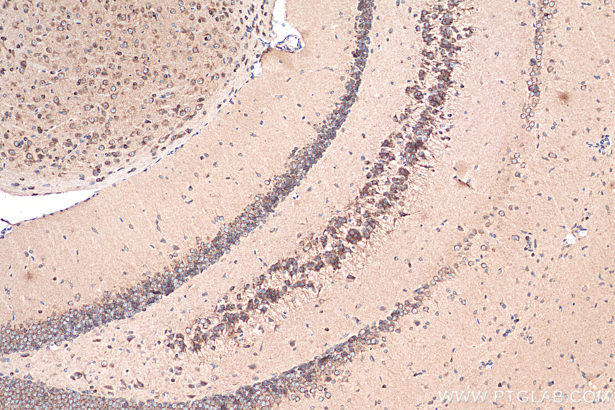 IHC staining of mouse brain using 68007-1-Ig (same clone as 68007-1-PBS)