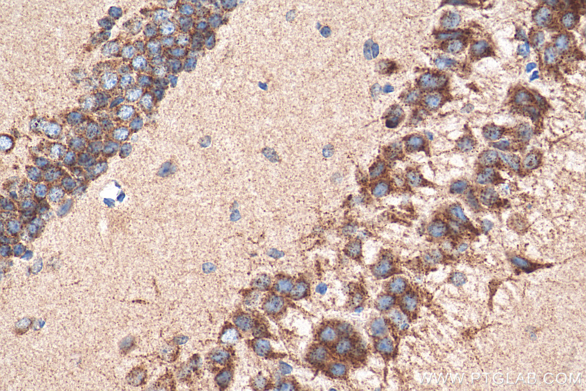 IHC staining of mouse brain using 68007-1-Ig (same clone as 68007-1-PBS)