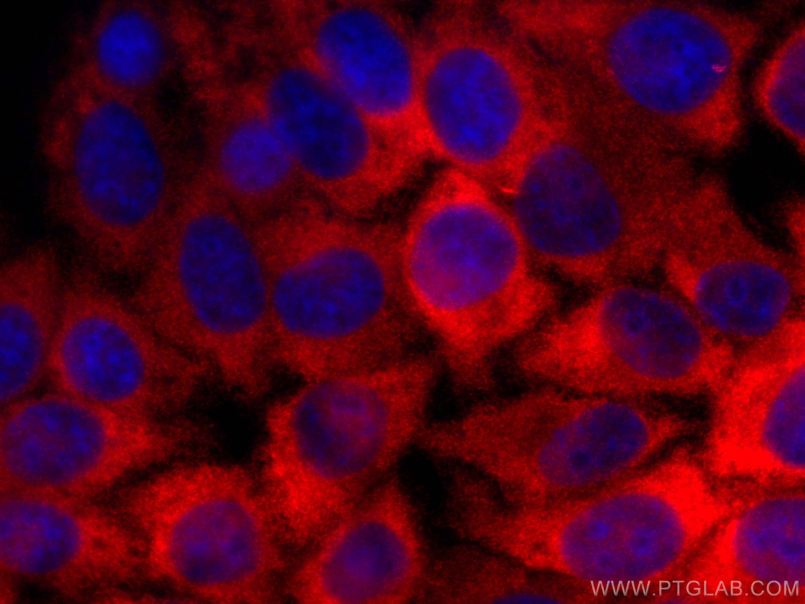 IF Staining of HepG2 using CL594-13791