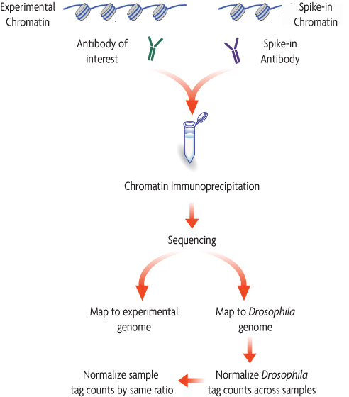 Flow Chart of the ChIP Normalization Strategy for ChIP-Seq from Active Motif