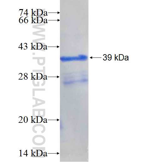 Supervillin fusion protein Ag26196 SDS-PAGE