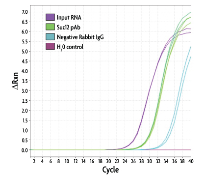 Real-time RT-PCR analysis of Suz12/normal rabbit IgG RNA-ChIP samples