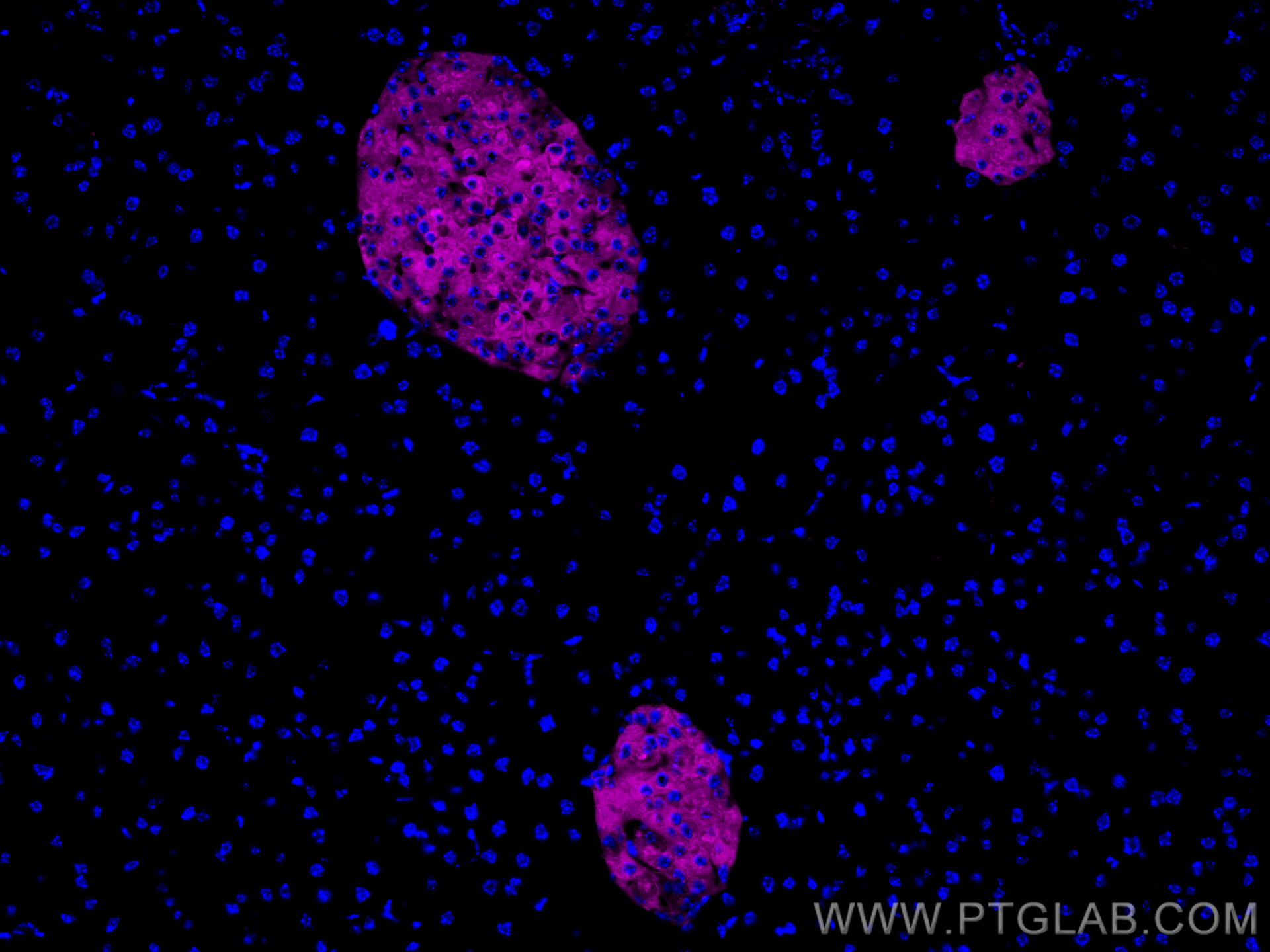 IF Staining of mouse pancreas using CL647-17785