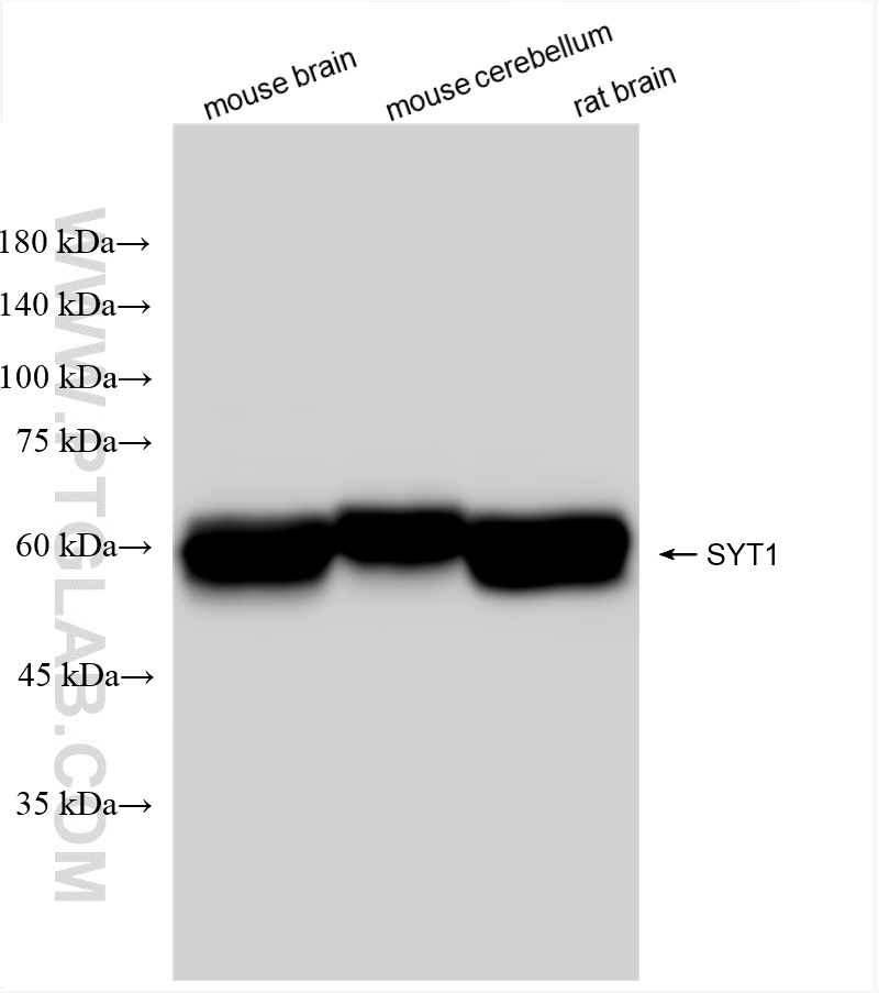 WB analysis using 83637-4-RR (same clone as 83637-4-PBS)