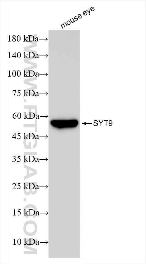 WB analysis of mouse eye using 84123-3-RR (same clone as 84123-3-PBS)