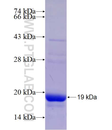 TAC3 fusion protein Ag29058 SDS-PAGE