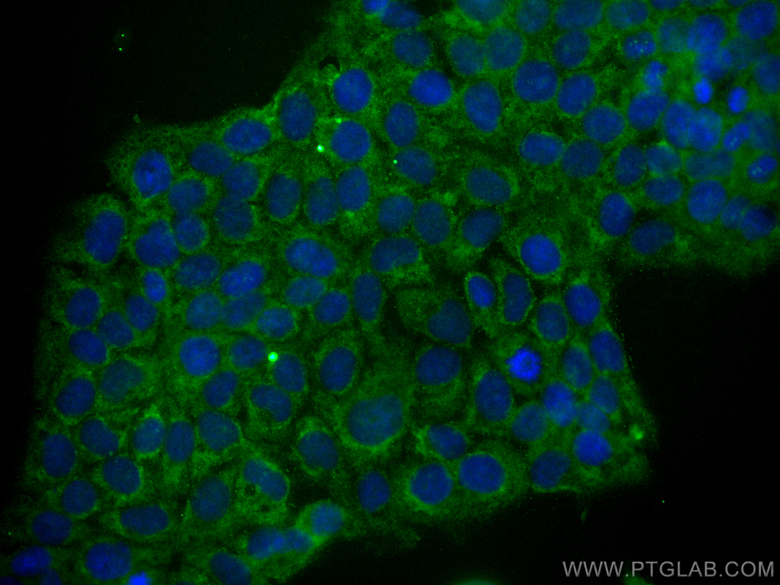 IF Staining of HaCaT using CL488-68141