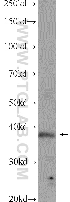 WB analysis of mouse testis using 20337-1-AP