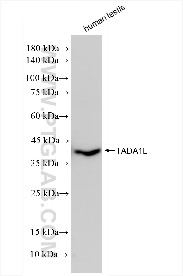 WB analysis of human testis using 83641-4-RR (same clone as 83641-4-PBS)