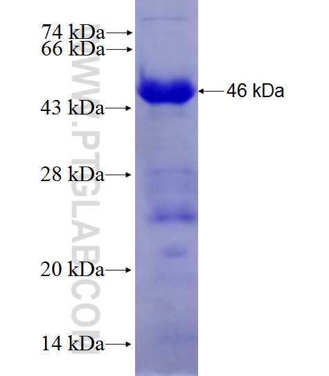 TAF1C fusion protein Ag27802 SDS-PAGE