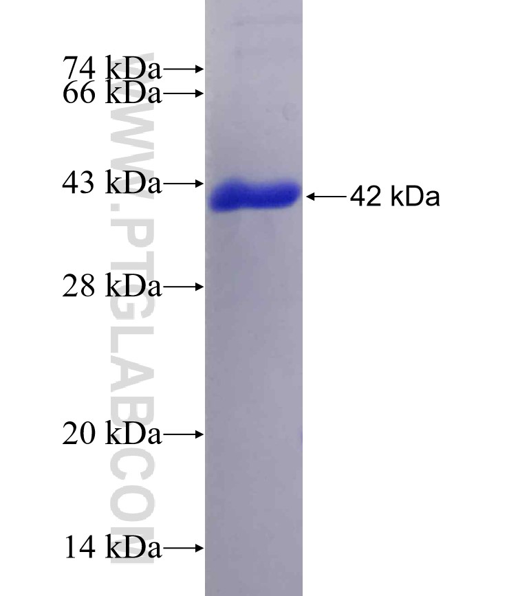 TAF6L fusion protein Ag8202 SDS-PAGE