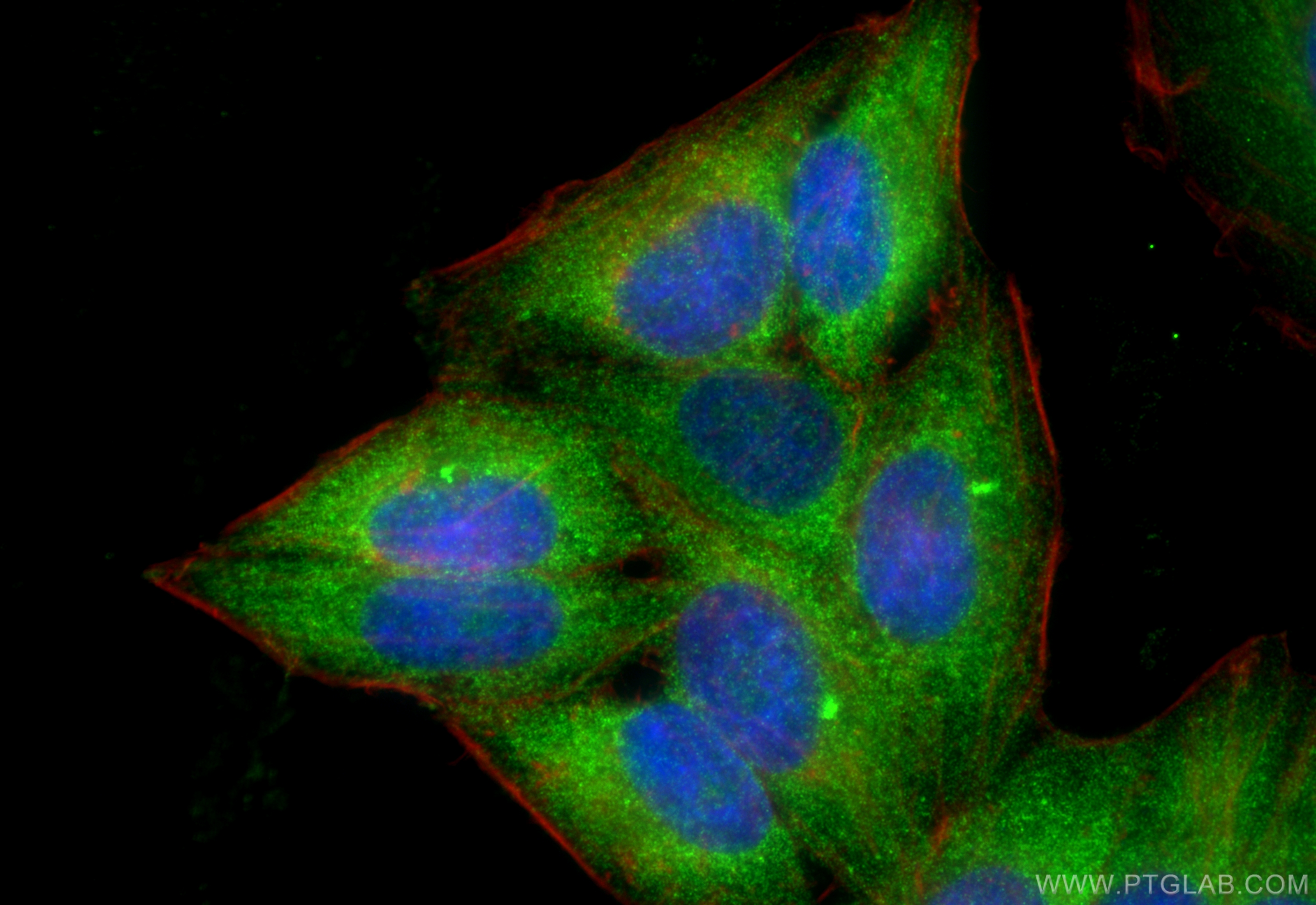 IF Staining of HepG2 using 10234-2-AP