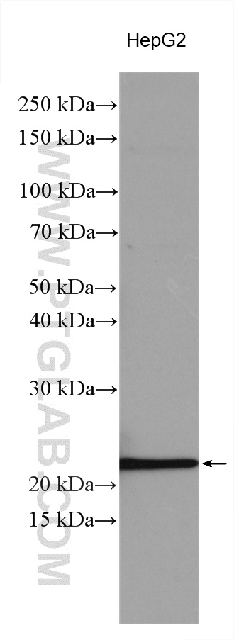 WB analysis using 10234-2-AP