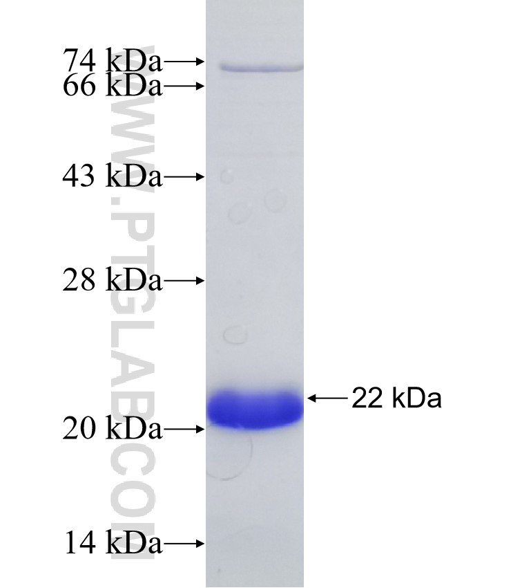 TAL1 fusion protein Ag32752 SDS-PAGE