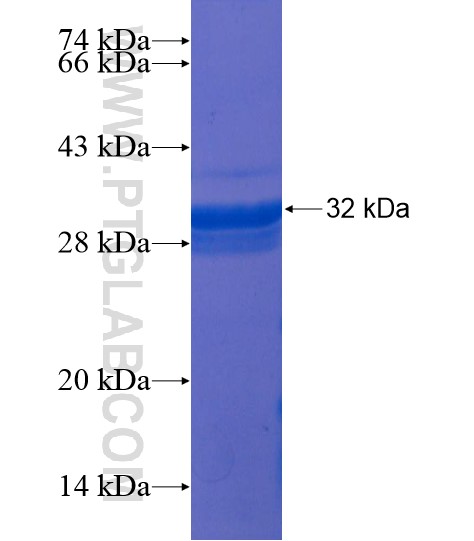 TAL2 fusion protein Ag22079 SDS-PAGE