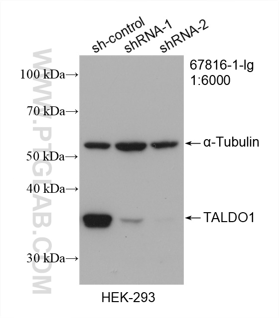 WB analysis of HEK-293 using 67816-1-Ig