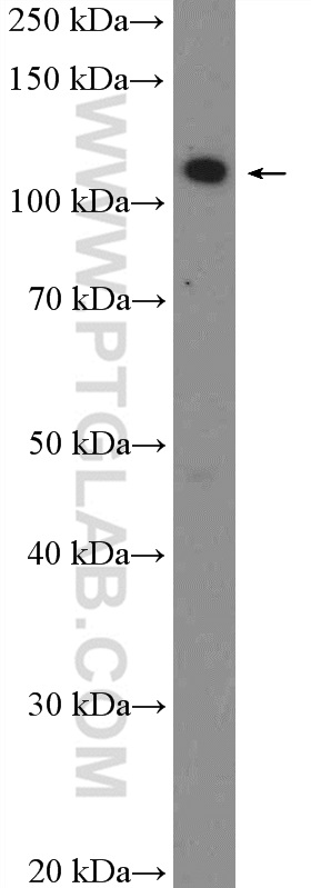 WB analysis of HeLa using 26250-1-AP