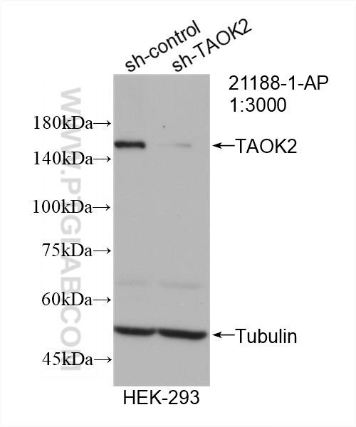 WB analysis of HEK-293 using 21188-1-AP