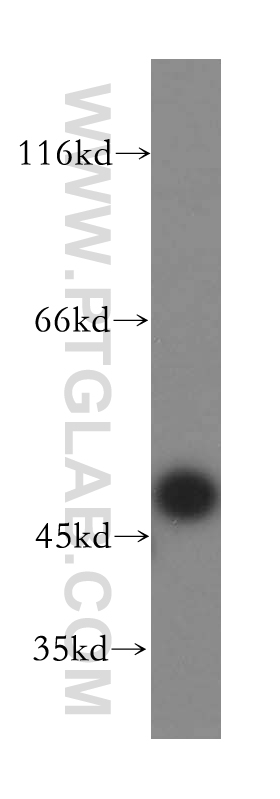 WB analysis of HEK-293 using 16739-1-AP