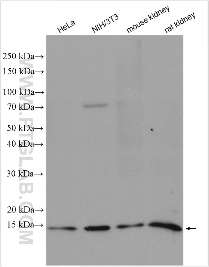 WB analysis using 11692-1-AP