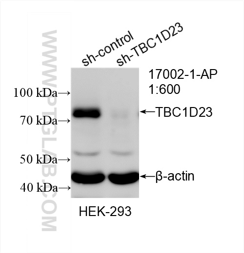 WB analysis of HEK-293 using 17002-1-AP