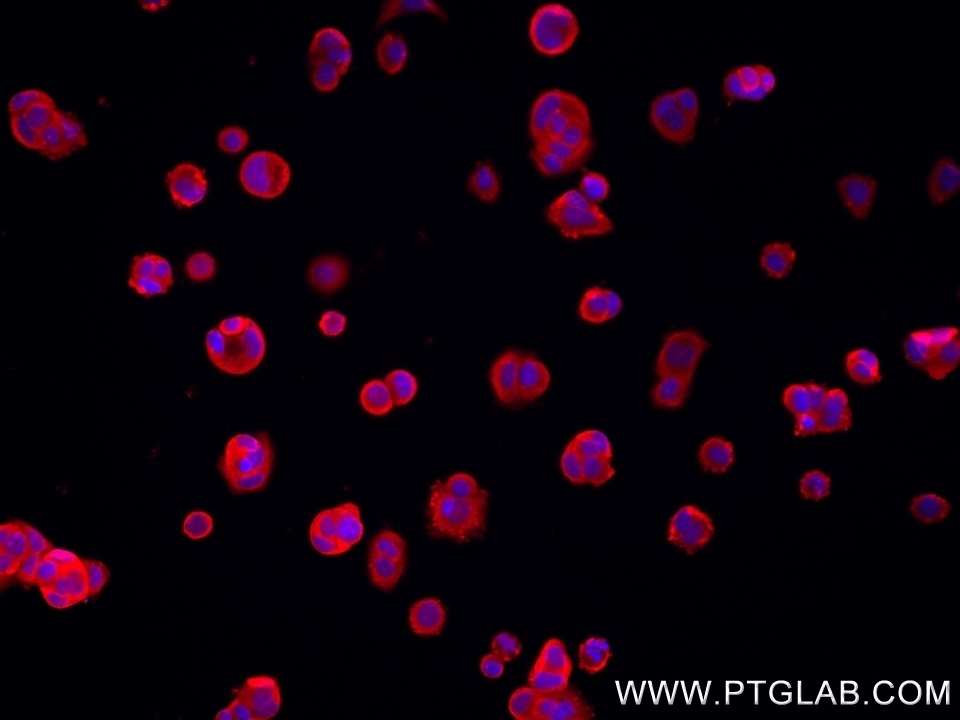 IF Staining of MCF-7 using 82911-1-RR (same clone as 82911-1-PBS)