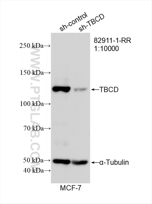 WB analysis of MCF-7 using 82911-1-RR