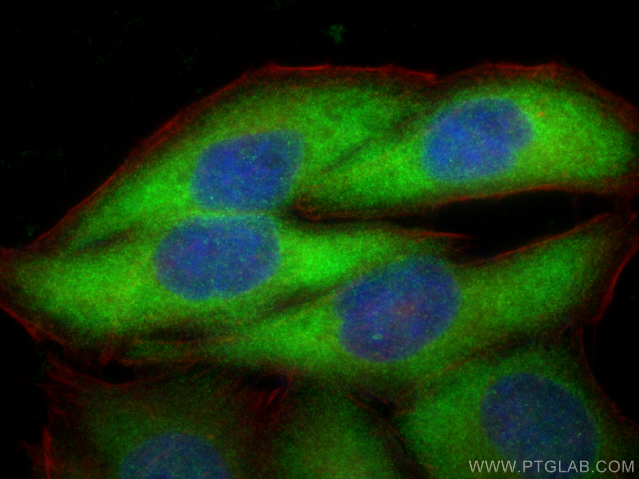 IF Staining of HepG2 using 82911-7-RR