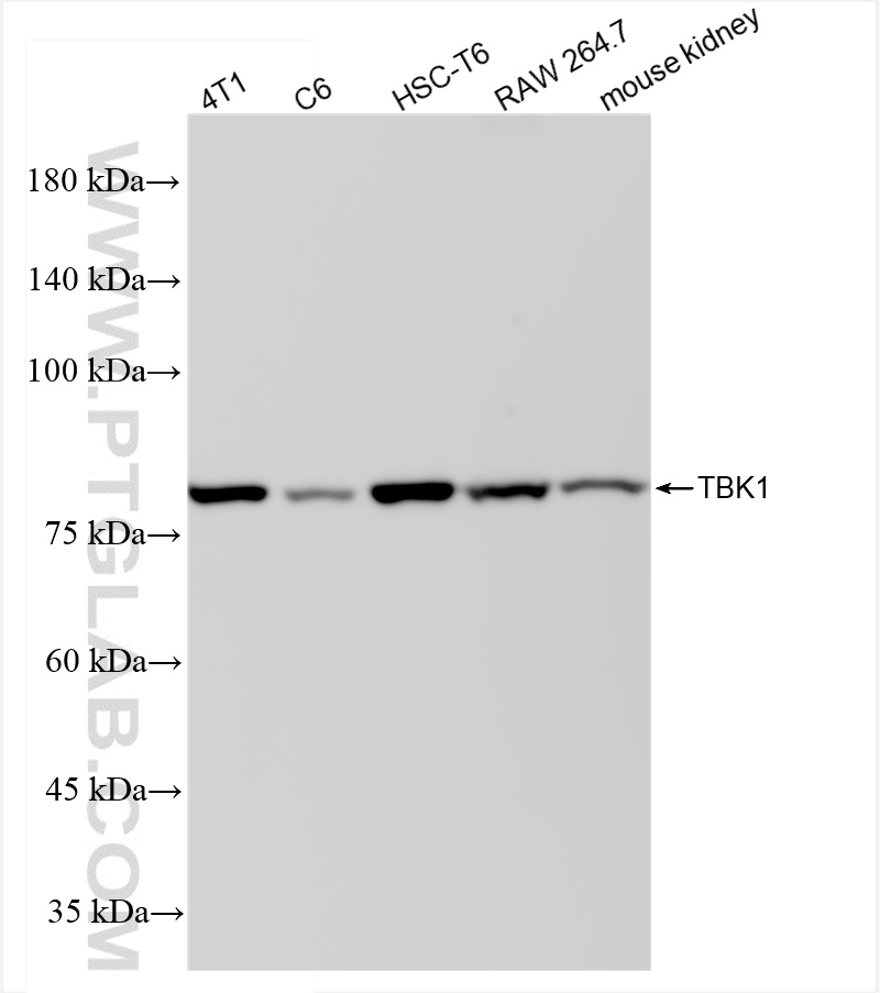 WB analysis using 83686-3-RR (same clone as 83686-3-PBS)