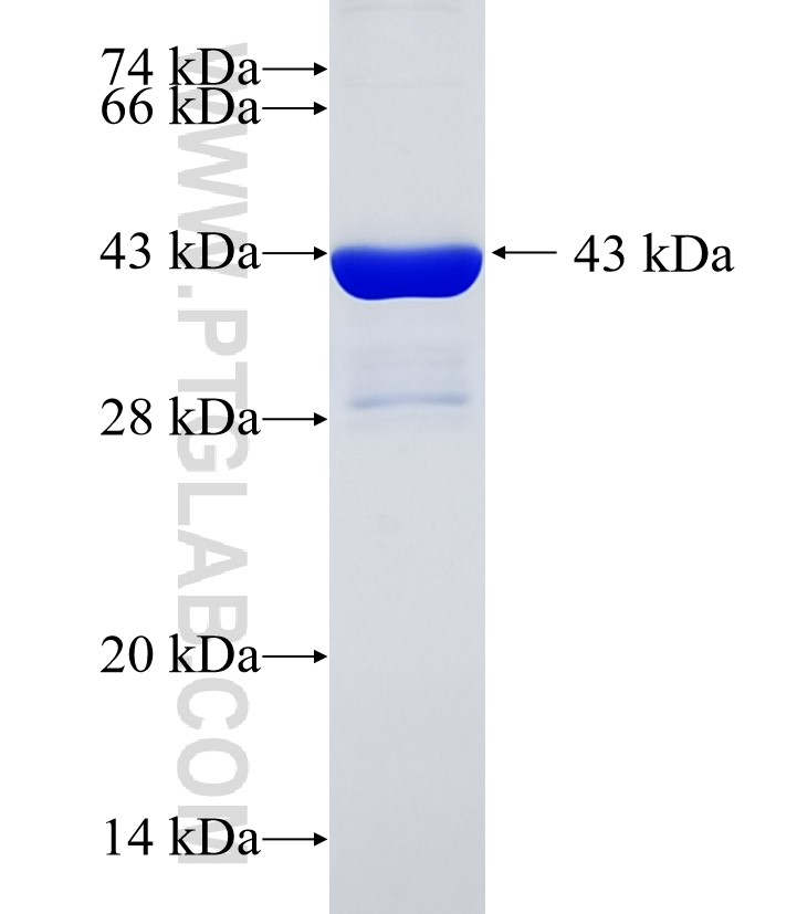 TBL3 fusion protein Ag34900 SDS-PAGE