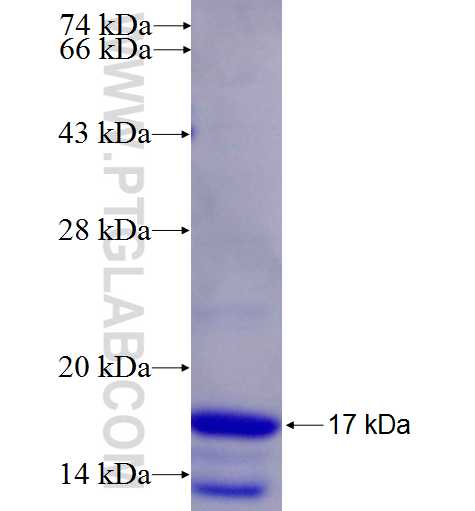 TBX1 fusion protein Ag26792 SDS-PAGE