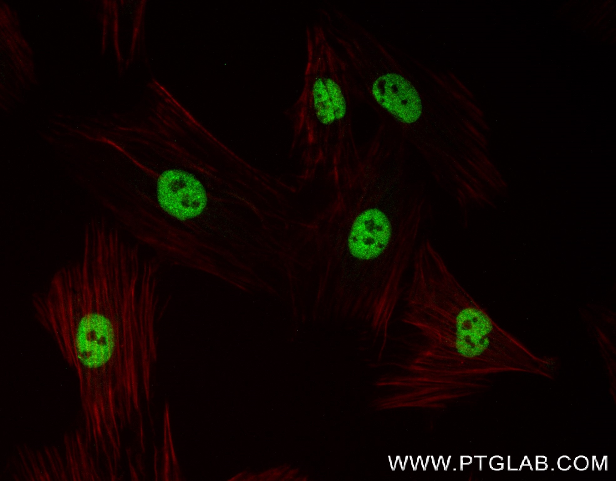 IF Staining of H9C2 using 83414-3-RR