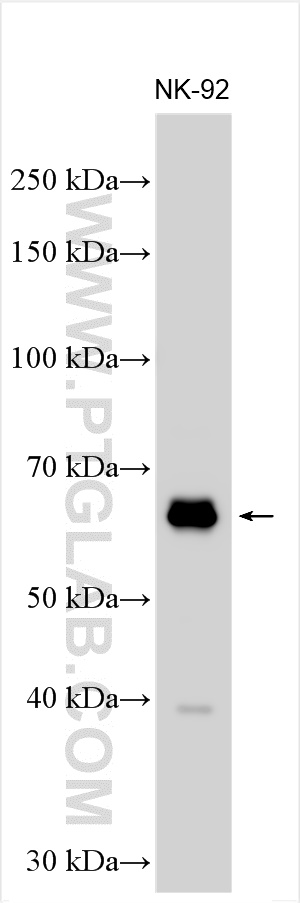 WB analysis using 13700-1-AP