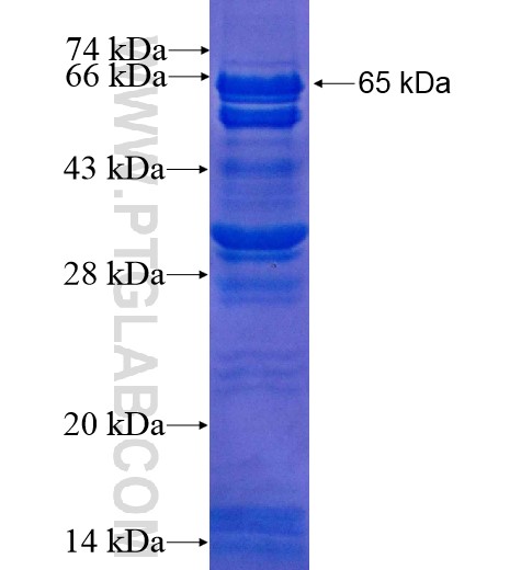 TCEA3 fusion protein Ag10404 SDS-PAGE