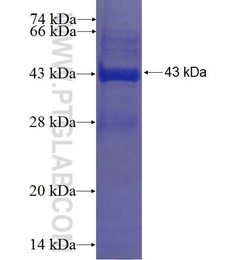 TCEB2 fusion protein Ag1228 SDS-PAGE