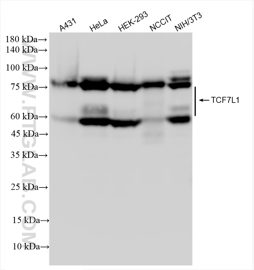 WB analysis using 83588-3-RR