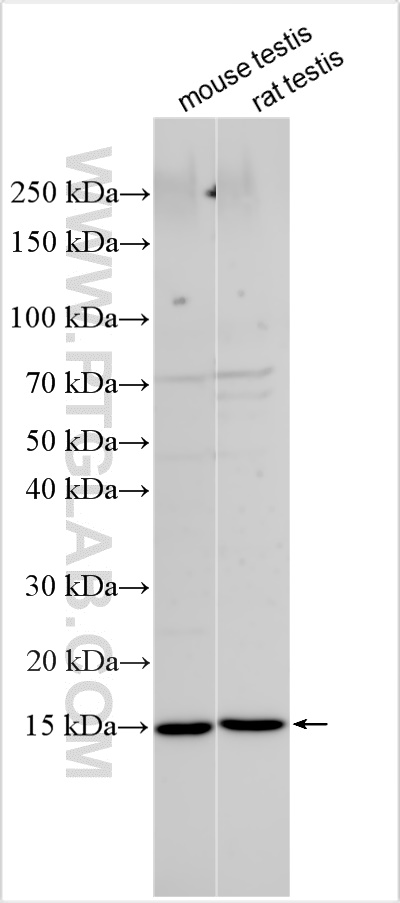 TCTEX1D2