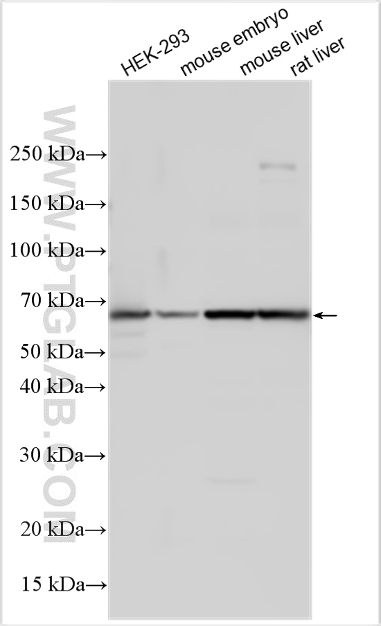 WB analysis using 16085-1-AP