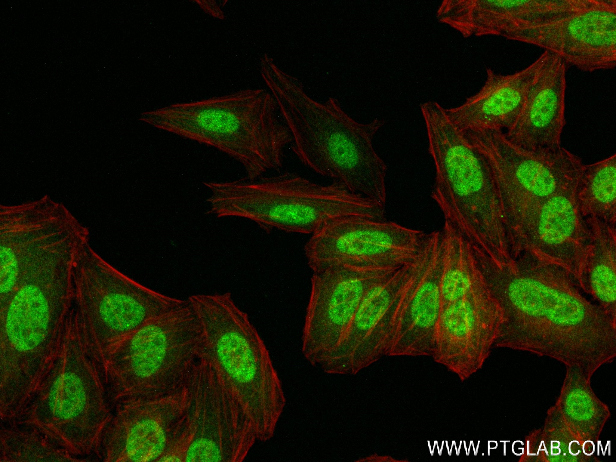 IF Staining of HepG2 using 83780-3-RR (same clone as 83780-3-PBS)