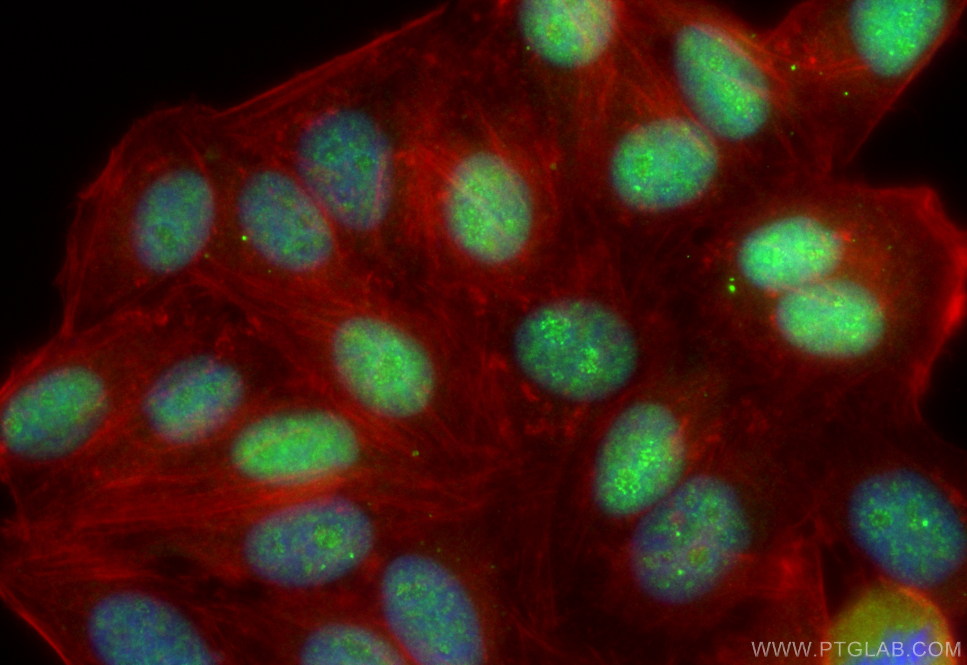 IF Staining of HepG2 using CL488-83780-3