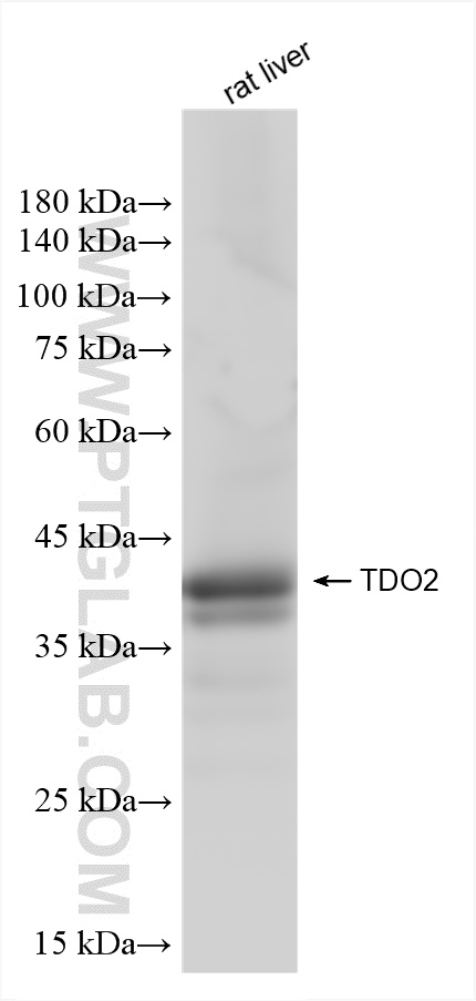 WB analysis of rat liver using 83236-2-RR (same clone as 83236-2-PBS)