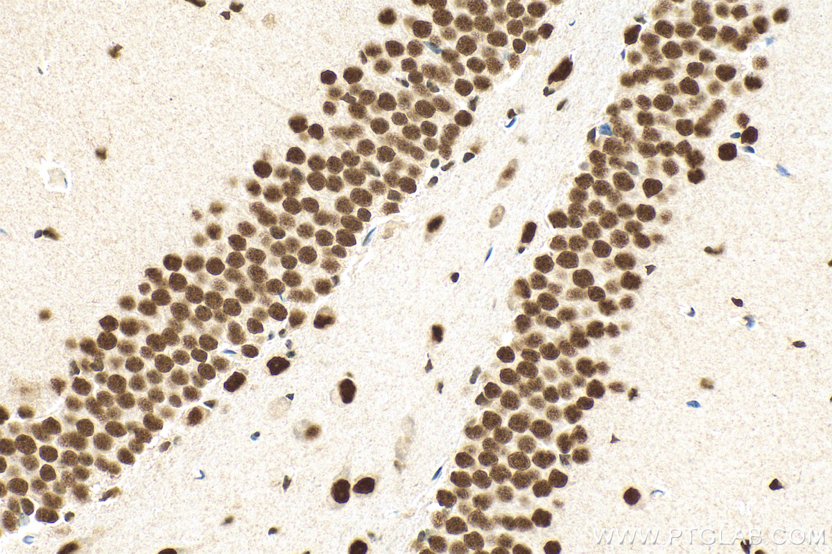 IHC staining of mouse brain using 66734-1-Ig