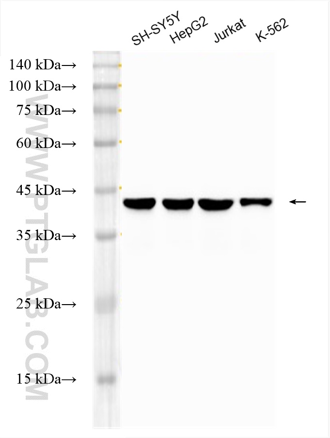 WB analysis using HRP-60019