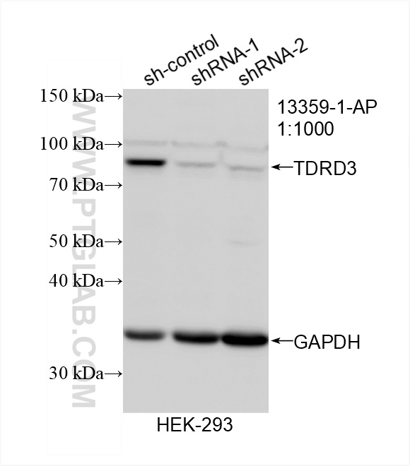 WB analysis of HEK-293 using 13359-1-AP