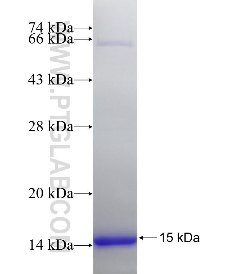 TEAD1 fusion protein Ag32187 SDS-PAGE
