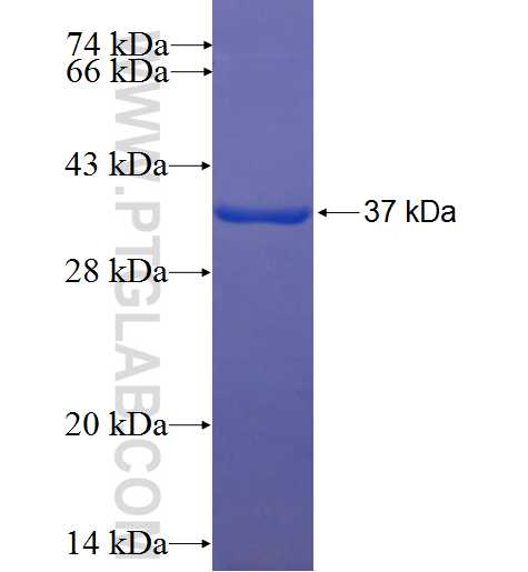 TECPR1 fusion protein Ag22592 SDS-PAGE